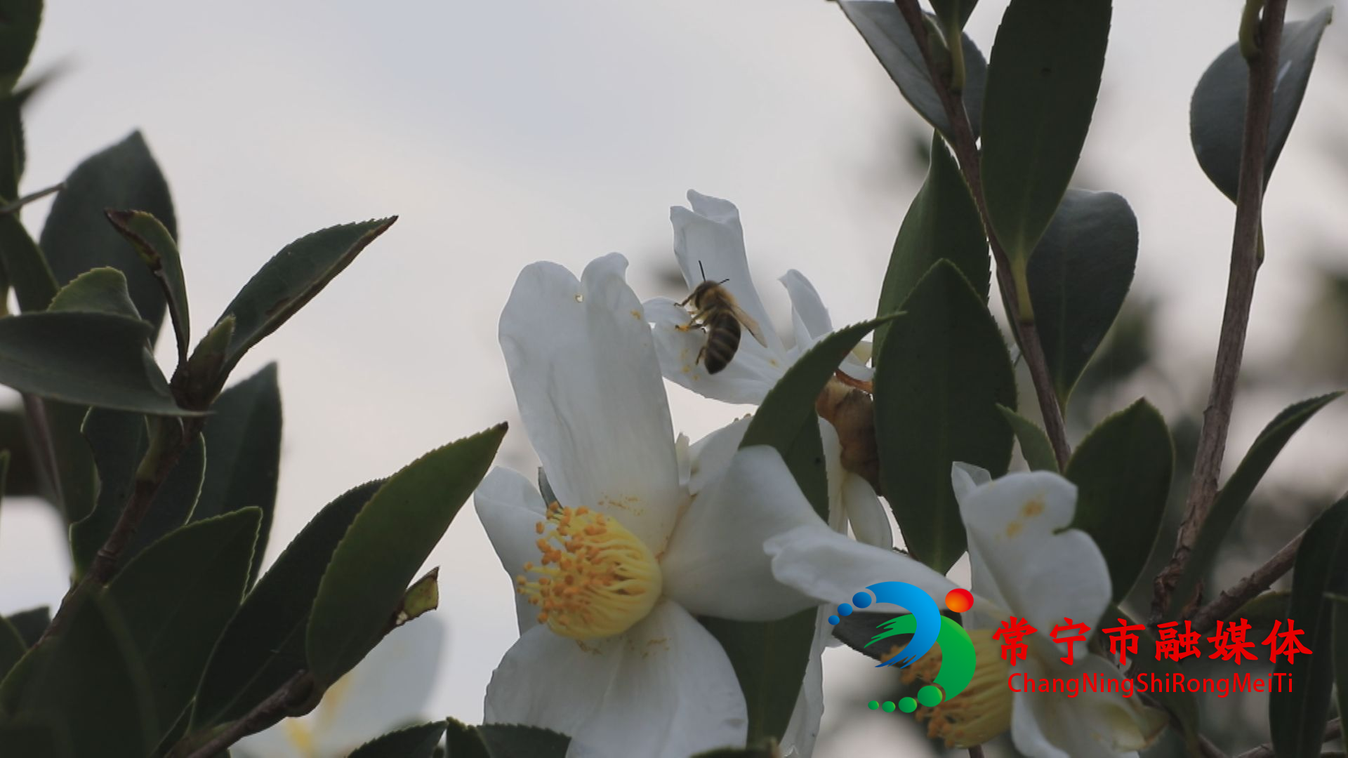意蜂驯化繁育技术破解油茶"千花一果"难题