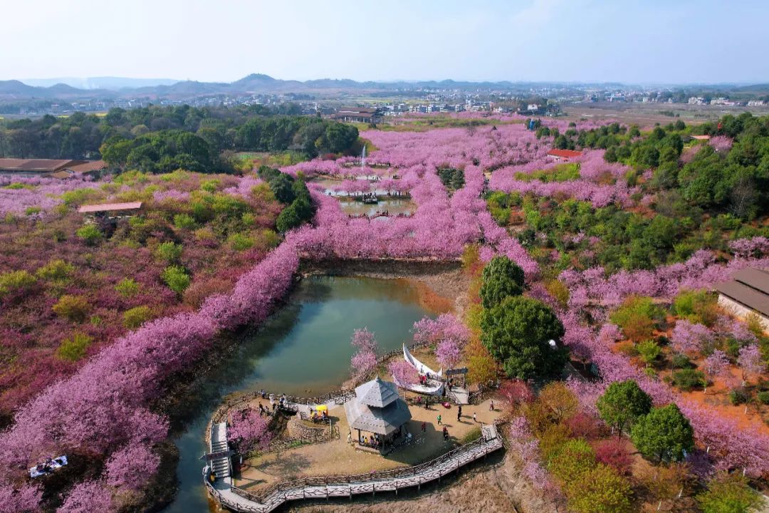 常宁市人民政府门户网站-常宁罗桥樱花园新增4个停车场免费接送!
