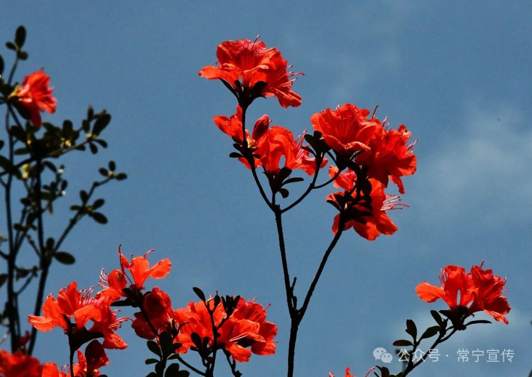 满山红!常宁天堂山杜鹃花进入最佳观赏期,赶紧约起,走起