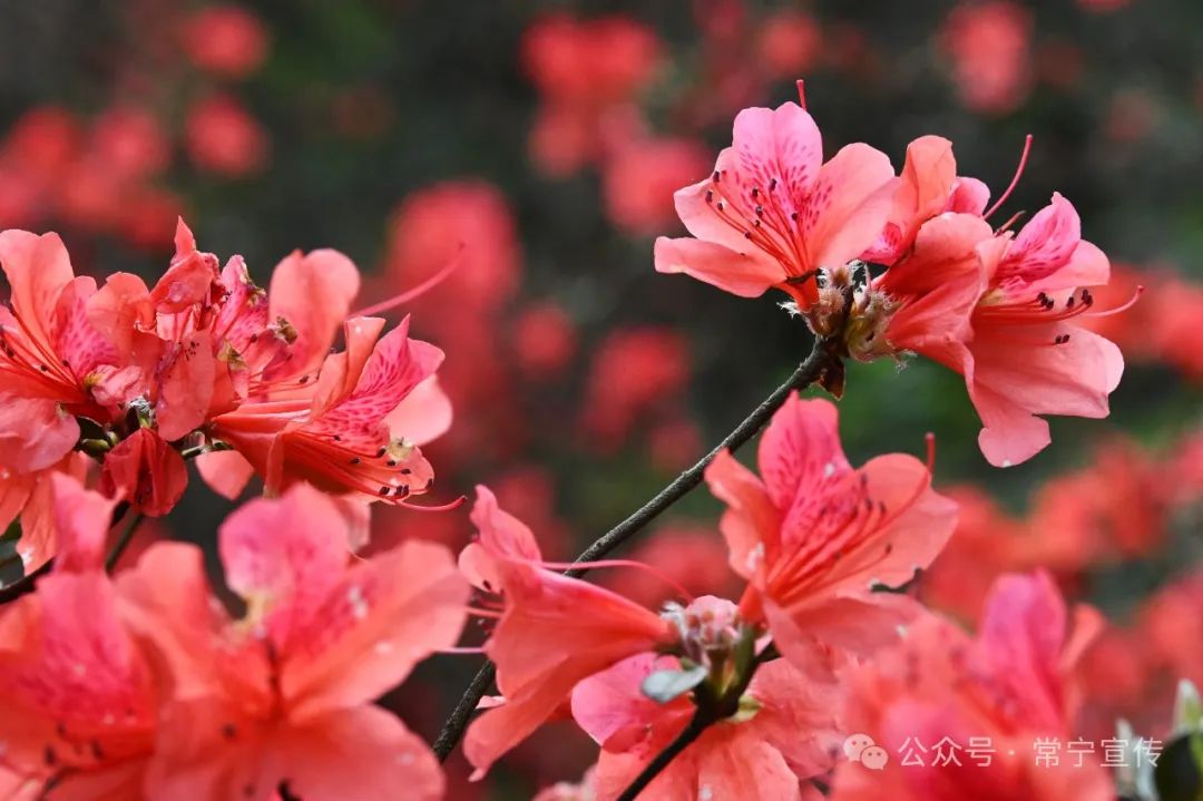 常宁市人民政府门户网站-满山红!常宁天堂山杜鹃花进入最佳观赏期,赶