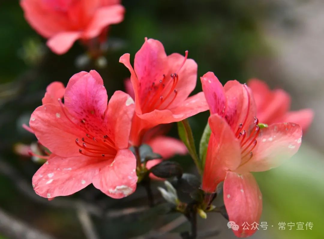 常宁市人民政府门户网站-满山红!常宁天堂山杜鹃花进入最佳观赏期,赶