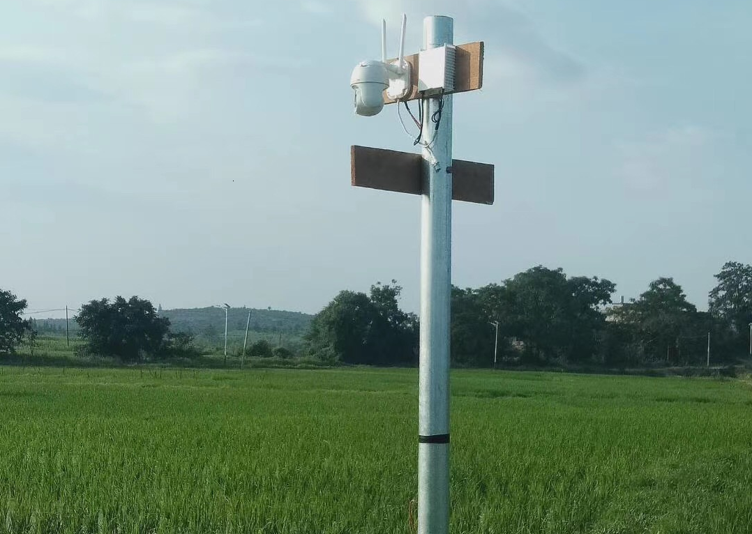 图三:李贤录的稻田安装高清摄像头,客户可随时在线访问,查看生产现场