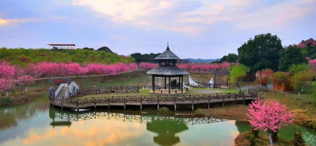 常宁百万樱花园景区正常开放