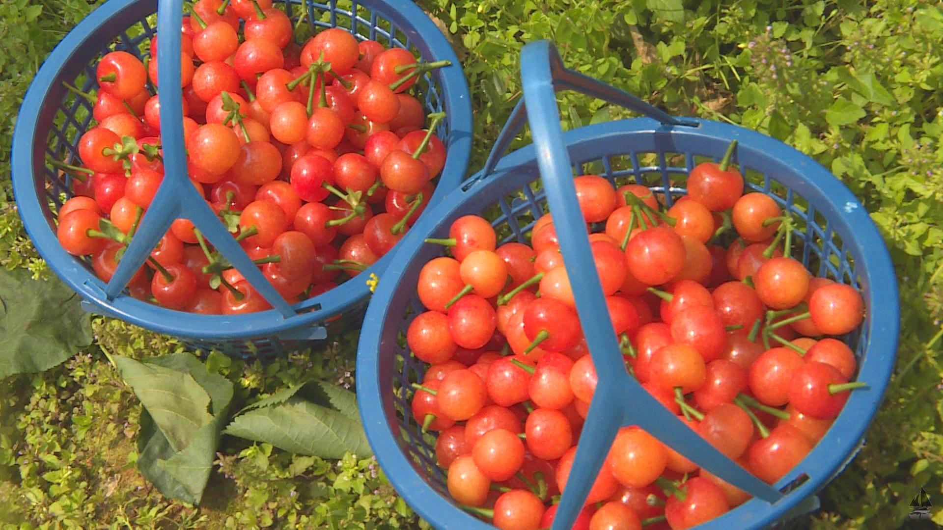 洋泉镇龙胜村:小樱桃成就致富产业67_新闻详情_湖南省中小企业公共