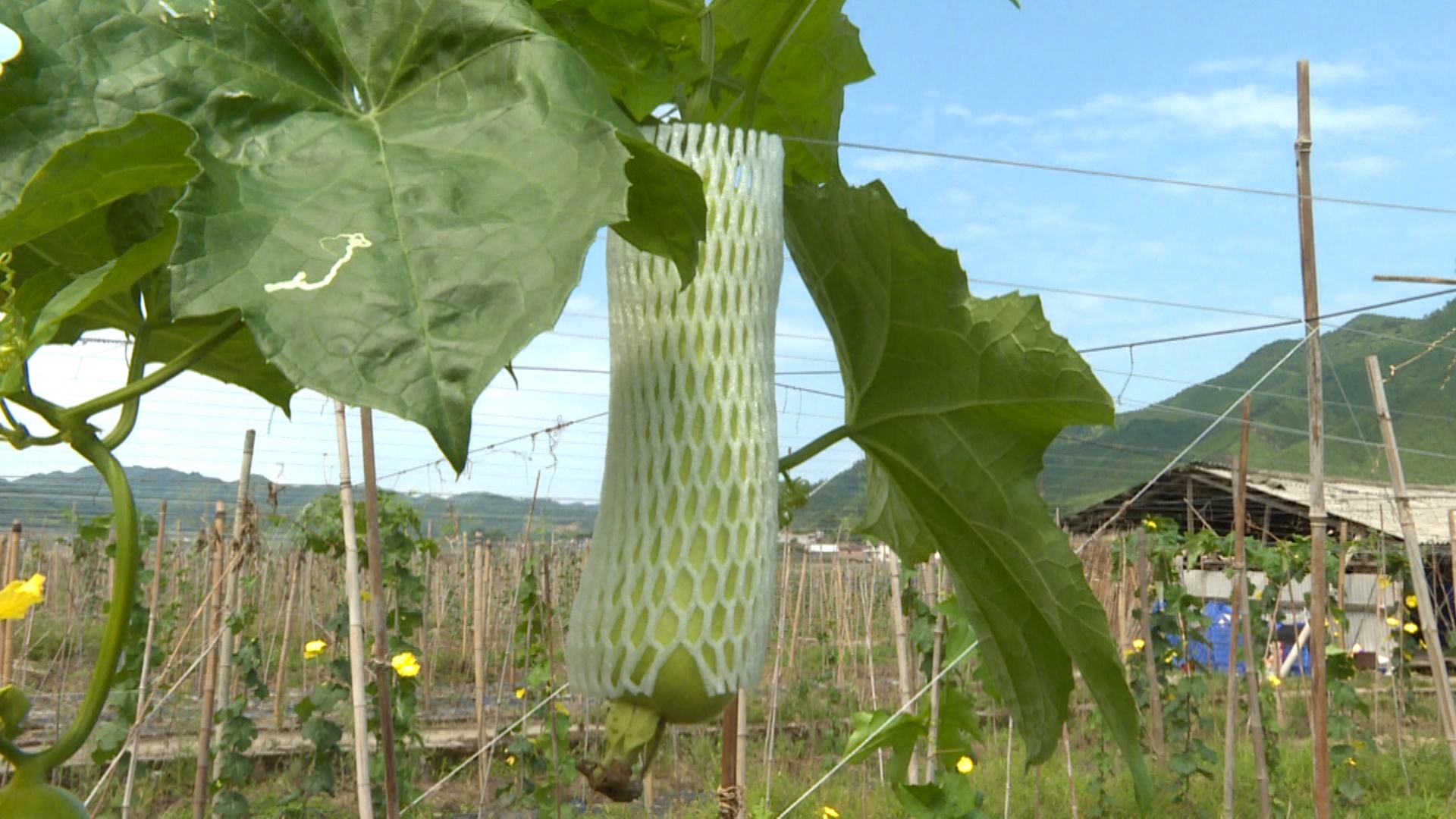 新型职业农民亩产上万元小丝瓜种出大效益