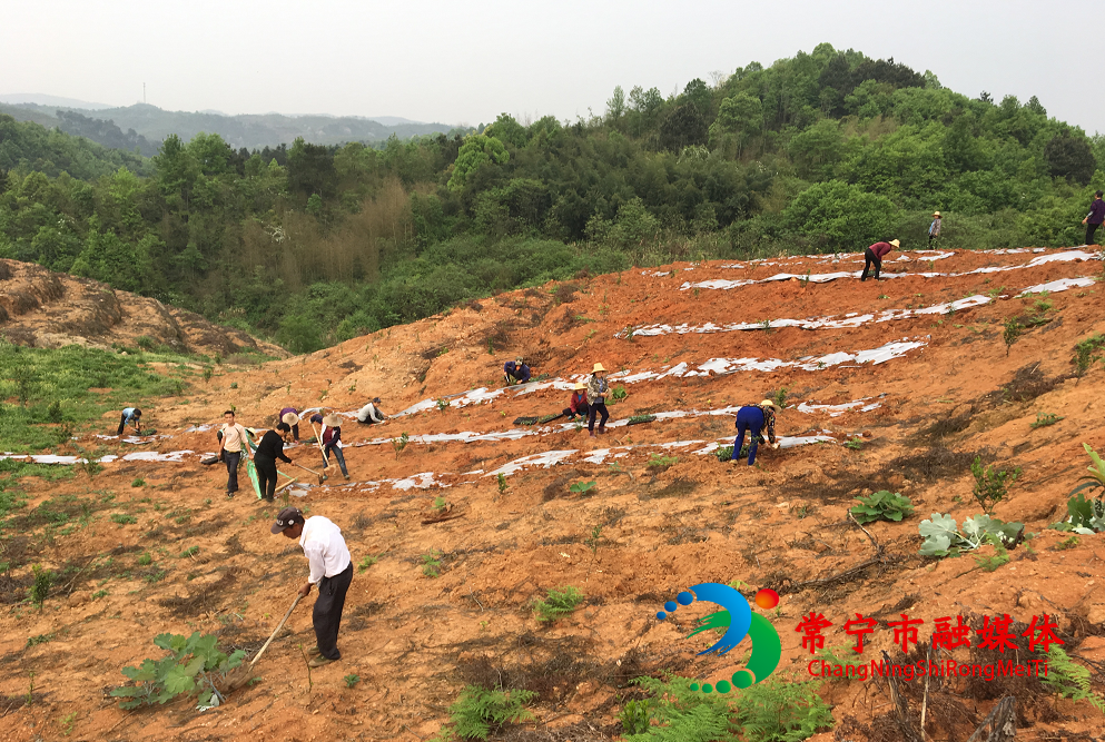 蓬塘乡:忙春耕抢农时 调结构助增收